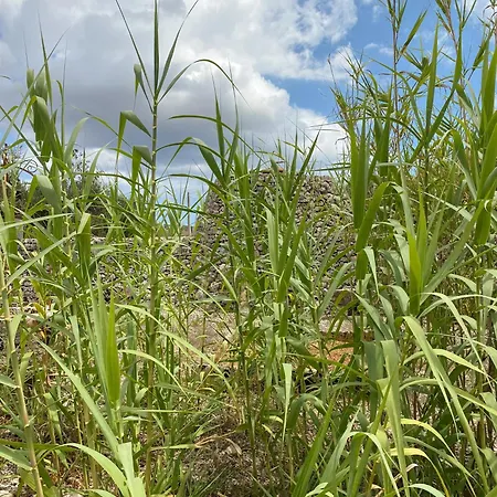 Vigna Vecchia Casa vacanze *